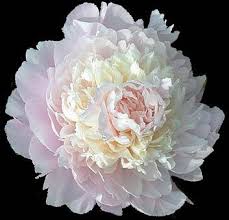 Chestine Gowdy Pink Peonies Fragrant Plant Peonies