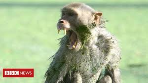 Monkey Kills Baby Boy In India S Agra Bbc News