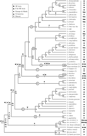 Image result for Ardisiandra wettsteinii