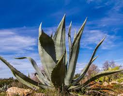 Image result for Agave americana