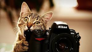 9 funny wallpapers (4k) 3840x2160 resolution. Hd Wallpaper Cats Bite Funny Cameras 4k Wallpaper Flare