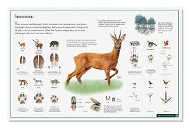 Mit „tierspuren und fährten erkennen & bestimmen von den autoren ohnesorge / scheiba aus dem bassermann verlag bekommt der naturfreund ein umfangreiches wissen an die hand. Naturtafel Nr 21 Tierspuren Im Boden Natur Verlag Wawra