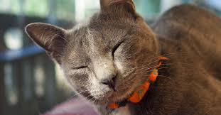 Why Do Cats Purr Petfinder
