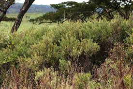 Image result for Euclea crispa