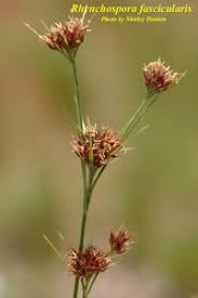 Image result for Rhynchospora brevirostris