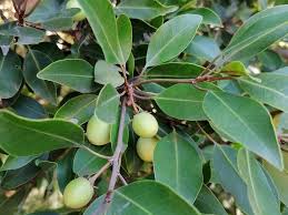 Image result for Mimusops