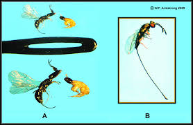 Résultat de recherche d'images pour "fig wasps in florida"