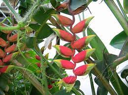 Heliconia Rostrata Lobster Claw