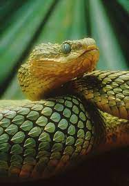 5 Amazing Animals That Start With The Letter V Poisonous Snakes Snake Beautiful Snakes