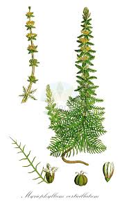 Image result for Haloragaceae