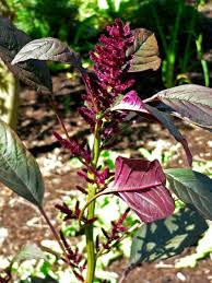 Image result for Amaranthus cruentus
