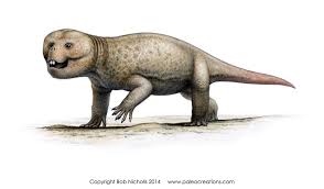 Image result for Rhynchotropis