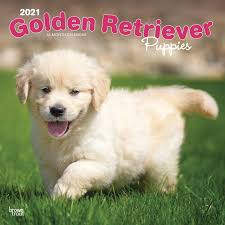 1,210 likes · 439 talking about this. Golden Retriever Puppies Calendar 2021 At Calendar Club