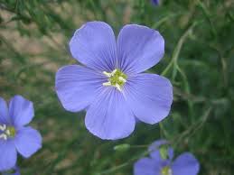 Image result for Linum