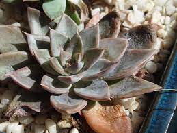 Votre terrain est en plein soleil ? Sortir Les Succulentes Et Les Plantes Grasses En Ete Esprit Laita