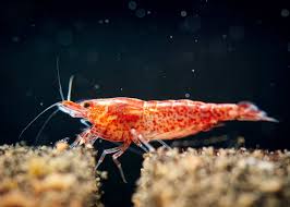 But, a female betta of mine does try to eat cherry shrimp, so her tank will remain a betta only tank. The Ultimate Guide To The Cherry Shrimp 2021 Care Grading Breeding Fishkeeping World