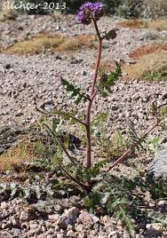 Image result for Ficalhoa