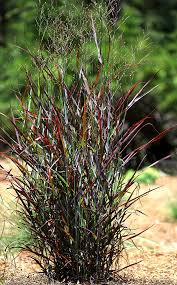Image result for Panicum monticola