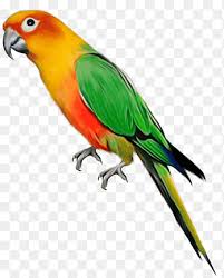 Mnciptakan krindahan untuk yg terindah#caramenggambarburunglovebird#tutorial. Sun Conure Png Images Pngegg