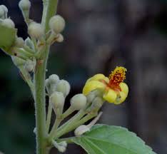 Image result for Grewia forbesii