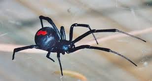 Top 10 Very Deadliest Spiders Wonders World Com Spiders In Australia Australia Animals Australian Animals