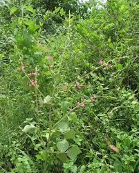 Image result for Pseudarthria