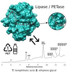 Image result for Lipase