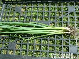 プランターで万能葉ネギを育てる 初めて作る家庭菜園