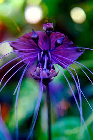Pin On Flowers