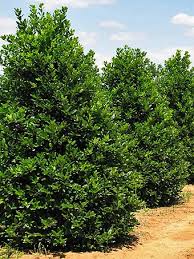 Castle Spire® Blue Holly - Ilex - 4