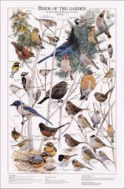 Birds Of The Garden Poster Birds Poster Bird Identification Common Garden Birds Pet Birds Birds Beautiful Birds
