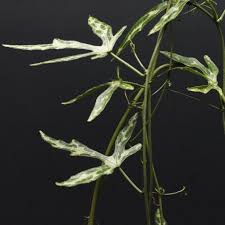 Image result for Adenia kirkii