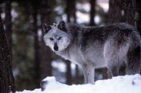Order online from the web's leading fur house Wisconsin Hunters Have Already Killed More Gray Wolves Than Allowed