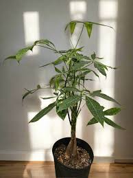 Image result for Pachira