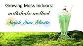 We hebben onze hand al eerder geprobeerd om mosgroei te bevorderen met wat mossporen, blender en bier, maar hadden geen geluk (zie green idea: How To Moss Milkshake Youtube