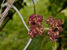 Image result for Ampelocissus