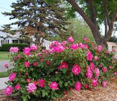 Blog Double Pink Knockout2 Red Dirt Ramblings Knockout Roses Rose Garden Landscape Double Knockout Roses
