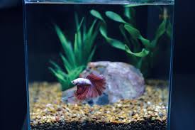 Ikan cupang jantan dan betina sebenarnya sangat mudah dibedakan. Cara Membedakan Ikan Cupang Jantan Dan Ikan Cupang Betina Malang Terkini