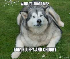 Know any fat dogs on your block. Get Fluffy Funny Fat Dog Meme Petpress