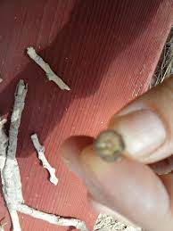 Posts About Cottonwood Tree Native American Legends On Wildlettucegal S Blog Native American Legends Cottonwood Legend