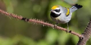 Birding Festival 2021 Panoramanow Entertainment News