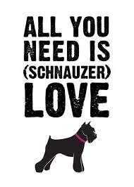 Black And White Schnauzer For Sale All You Need Is Schnauzer Love Schnauzer Miniature Schnauzer Puppies Mini Schnauzer