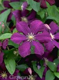 Garten.ladenzeile.de has been visited by 10k+ users in the past month Clematis Viticella Etoile Violette Waldrebe Etoile Violette