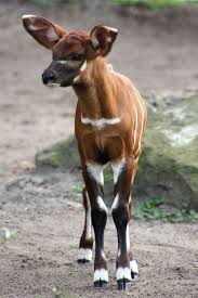 Rare Antelope Calf Born At Taronga Zoo Animals Rare Animals Animals Beautiful