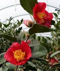 It is an evergreen shrub growing to 5 m tall. Yuletide Season Sasanqua Camellia Shrubs Trees All Almost Eden