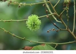 Image result for Xylia torreana