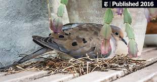 Steve's honesty was refreshing, we made no mistake in choosing nest inc. The Mourning Dove A Melancholy Crooner The New York Times