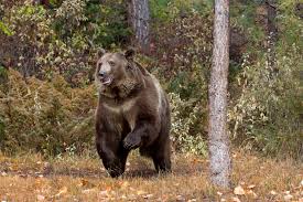 Although only eight species of bears are extant, they are widespread. Grizzly Bear Death Rates Are Climbing The New York Times