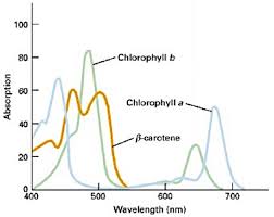 Yang et al., 2006) and so on. 4 The Absorption Spectra For Chlorophyll A Chlorophyll B And Download Scientific Diagram