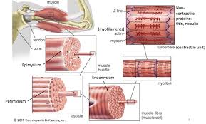 Muscle Anatomy Skeletal Muscle Anatomy Skeletal Muscle Muscle System